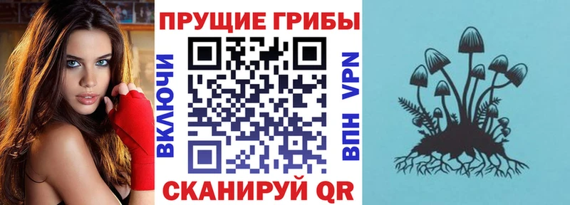 KRAKEN ССЫЛКА  сколько стоит  Амурск  Галлюциногенные грибы Magic Shrooms 